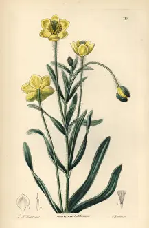 Creamcups or Californian platystemon, Platystemon