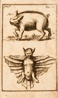 1716 Prints: Creatures: a pig (probably white) and a bat