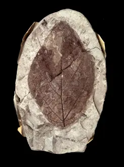 Eudicotinae Prints: Credneria denticulata