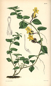 Creeping alloplectus, Alloplectus repens Creeping alloplectus, Alloplectus repens