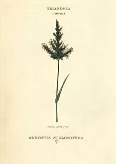 Classes Collection: Creeping bentgrass, Agrostis stolonifera
