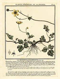 Creeping buttercup, Ranunculus repens