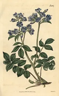 Couchman Prints: Creeping greek-valerian, Polemonium reptans