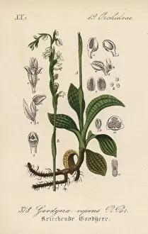 Creeping lady s-tresses, Goodyera repens