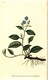 Creeping navelwort, Omphalodes verna