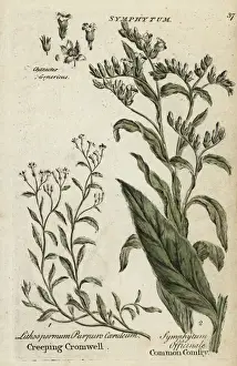 Joshuahamilton Prints: Creeping purple cromwell and comfrey