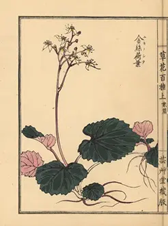 Creeping saxifrage, Saxifraga stolonifera