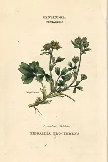 Procumbens Prints: Creeping sibbaldia, Sibbaldia procumbens