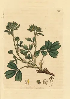 Creeping sibbaldia, Sibbaldia procumbens