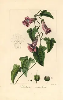 Pancracebessa Prints: Creeping snapdragon or chickabiddy, Maurandya scandens