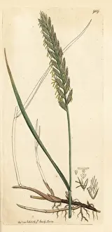 Fodder Prints: Creeping wheat-grass or couch grass, Triticum repens