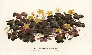 Oxalis Prints: Creeping woodsorrel, Oxalis corniculata