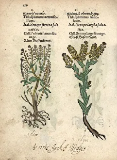 Creeping yellowcress, Rorippa sylvestris Creeping yellowcress, Rorippa sylvestris