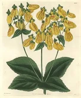Crenate-flowered slipperwort, Calceolaria crenatifolia