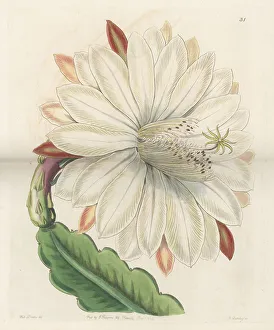 Shrub Prints: Crenate orchid cactus, Disocactus crenatus