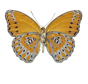 Natural History Museum Gallery: Crenidomimas concordia, butterfly
