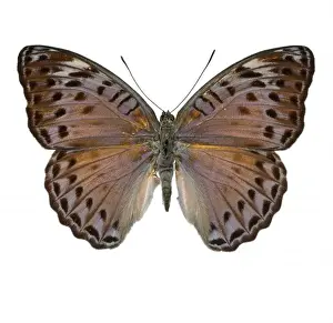 Concordia Prints: Crenidomimas concordia, butterfly