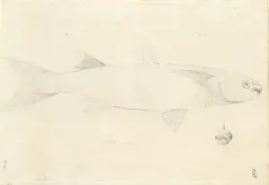 Mullet Prints: Crenimugil crenilabis, fringelip mullet