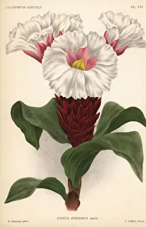 Speciosus Prints: Crepe ginger, Cheilocostus speciosus