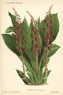 Crepidium resupinatum orchid