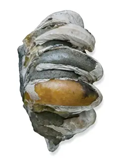 Crepidula, slipper limpets