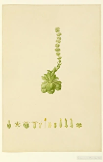 Kew Gardens