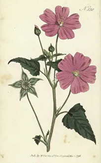 Americas Prints: Crested anoda, Anoda cristata