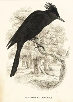 Crested black tyrant, Knipolegus lophotes