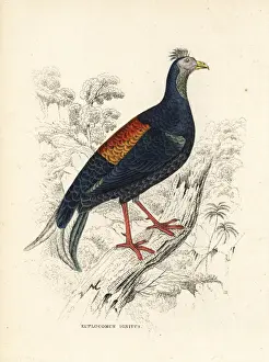 Crested fireback, Lophura ignita