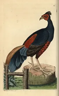 Nearthreatened Prints: Crested fireback, Lophura ignita, near threatened