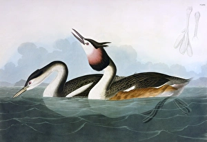 Crested Grebe, by John James Audubon