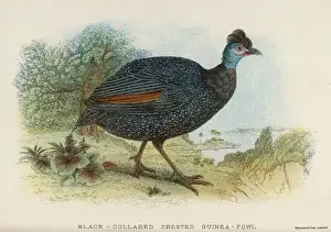 Guinea Prints: Crested Guinea Fowl