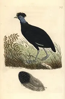 Thenaturalistsmiscellany Prints: Crested guineafowl, Guttera pucherani