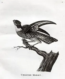 Classification Prints: Crested Hobby