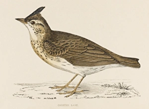 Alauda Gallery: Crested Lark (Morris)