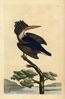 Crested or Malachite kingfisher, Alcedo cristata
