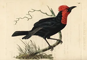 Naturalists Collection: Crested malimbe, Malimbus malimbicus