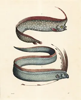 Hoffmann Prints: Crested oarfish and oarfish