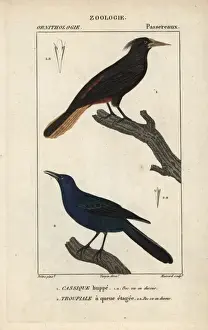 Croix Prints: Crested oropendola, Psarocolius decumanus