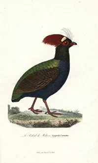 Crested partridge, Rollulus rouloul