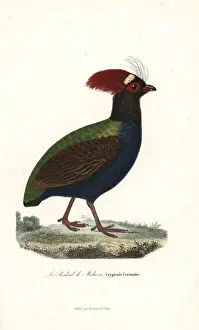 Primevere Prints: Crested partridge, Rollulus rouloul