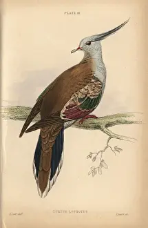 Edwardlear Prints: Crested pigeon, Ocyphaps lophotes