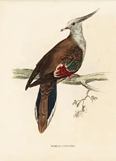 Turtle Prints: Crested pigeon, Ocyphaps lophotes