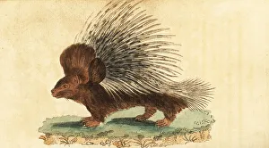 Crested porcupine, Hystrix cristata