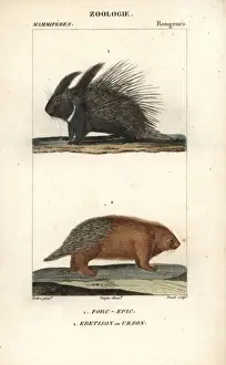 Crested Prints: Crested porcupine, Hystrix cristata, and urson