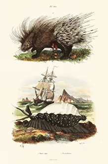 Adolph Fries Prints: Crested porcupine and tiger cowrie