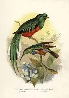Lands Prints: Crested quetzal, Pharomachrus antisianus