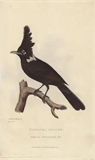 Crested shrike jay, Platylophus galericulatus