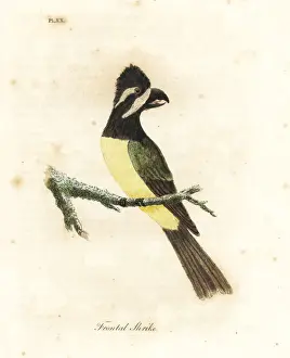 Crested shriketit, Falcunculus frontatus