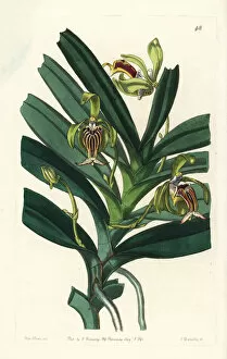 Crested vanda orchid, Vanda cristata